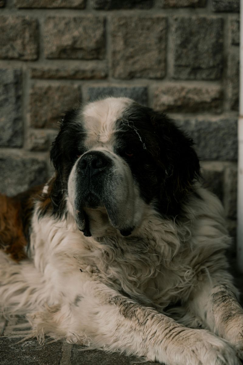 11 Loyal Large Dog Breeds That Rarely Leave Their Owners’ Side 12 Saint Bernard