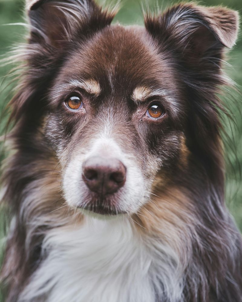 27 Dog Breeds Ranked by Loyalty – From the Most Devoted to the Surprisingly Independent 26 Australian Shepherd