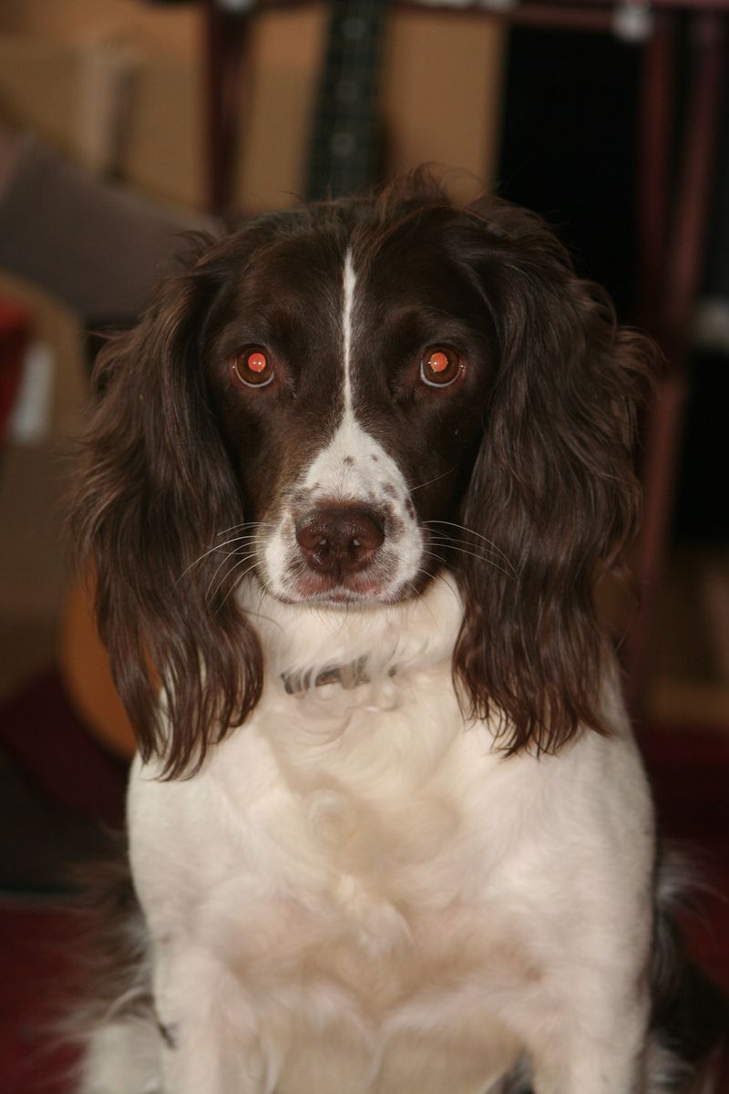 25 Dog Breeds That May Be Too Demanding for Older Owners 22 English Springer Spaniel