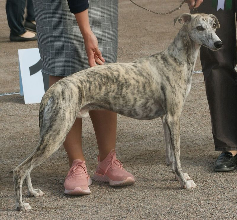 12 dog breeds that can fool you into thinking they're lazy - until the front door opens 5 Whippet