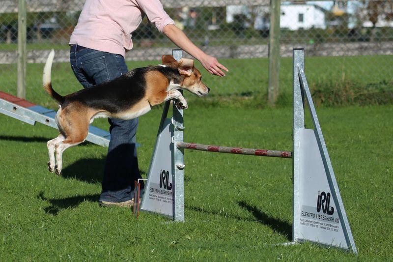 Beagle