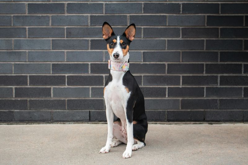 Basenji