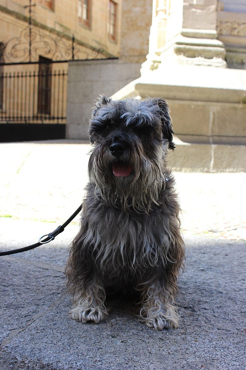 Smart dogs aren't automatically easier - These breeds can make boredom your problem too 8 Miniature Schnauzer
