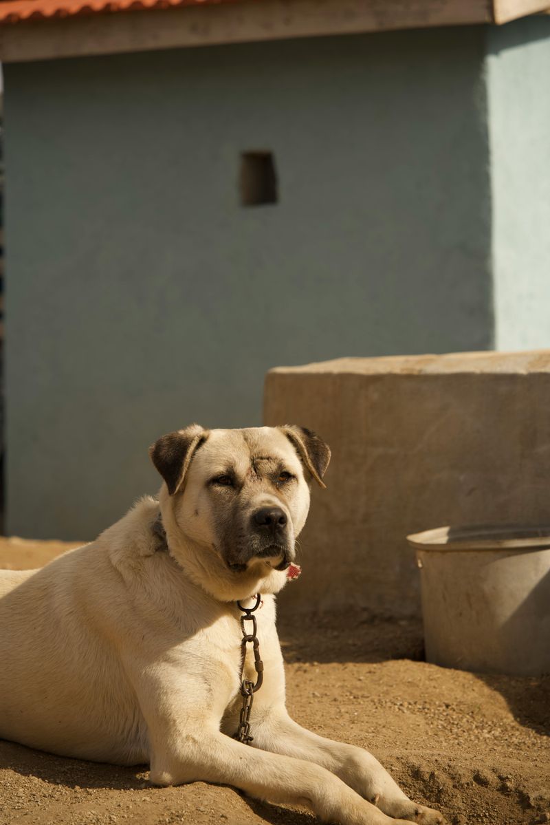 Kangal