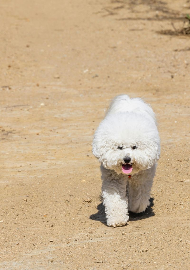 Bichon Frise