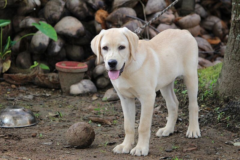 13 dogs that never outgrow their playful side - and 3 that'd rather watch from the couch 2 Labrador Retriever