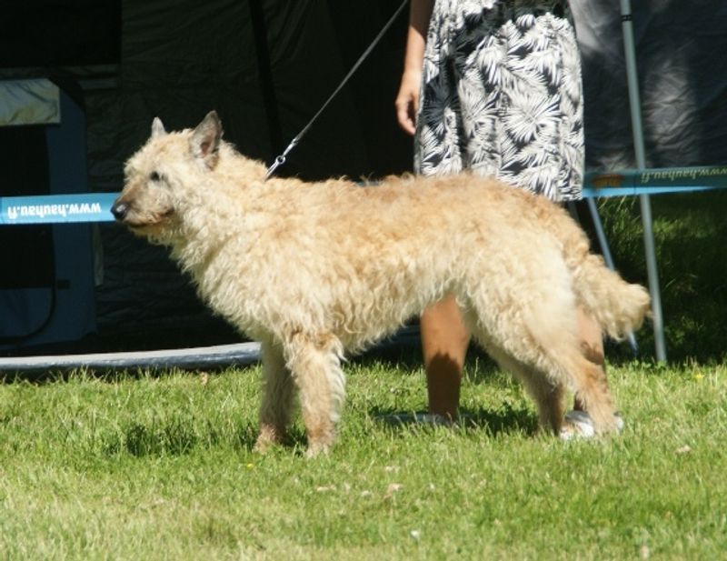 Belgian Laekenois