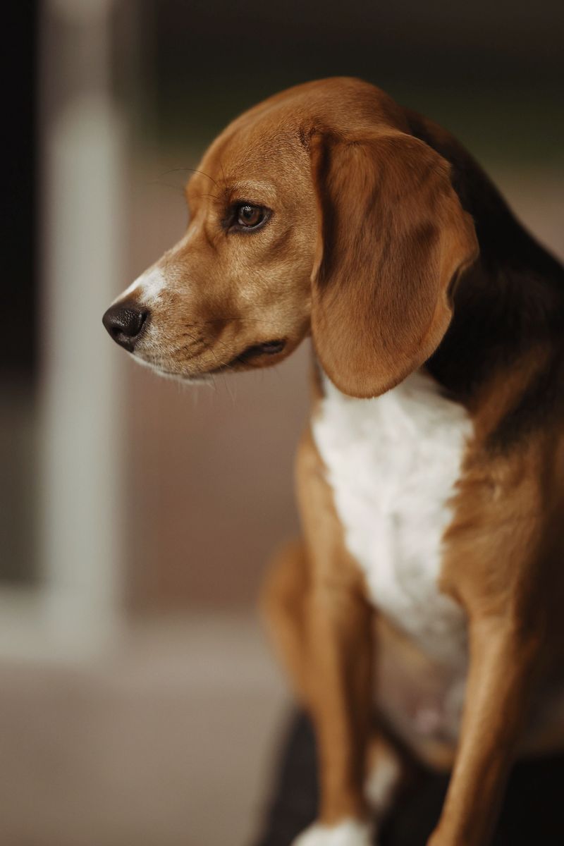These breeds can follow scent trails that seem almost nonexistent to their owners 2 Beagle