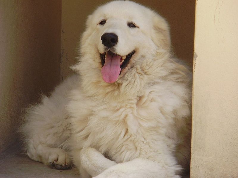22 White Dog Breeds Recognized for Their Elegant Appearance 9 Kuvasz