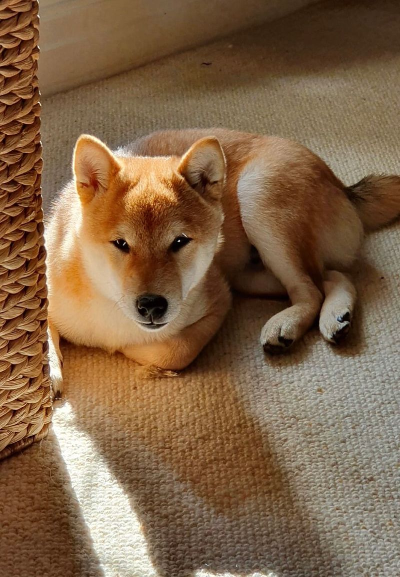 22 Small and Large Dog Breeds That Handle Being Home Alone Well 7 Shiba Inu