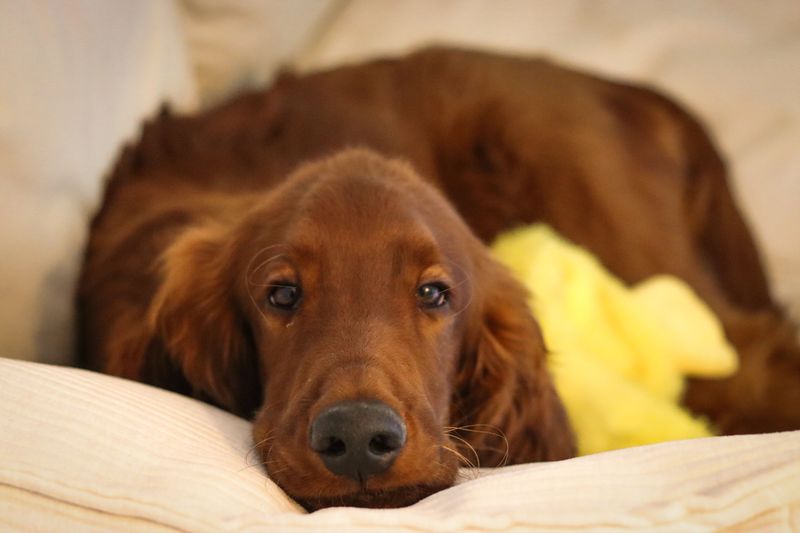 Busy family life can suit these 10 dog breeds remarkably well when socialization and boundaries are done right 6 Irish Setter