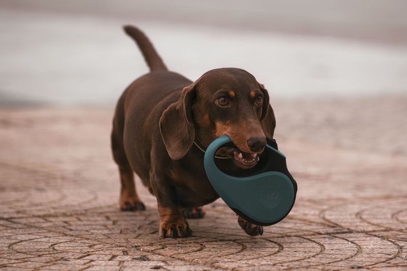 10 dogs whose floppy ears hide some surprisingly strong instincts - can you guess which ones? 4 Dachshund - brave little tunneler