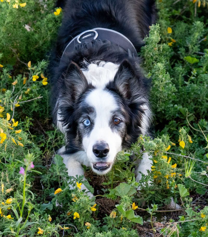 Many owners choose these 13 dog breeds once - and never look back 4 Border Collie