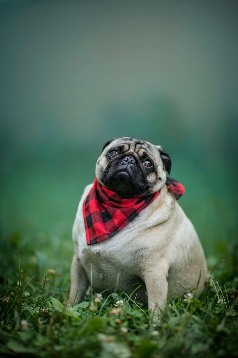 13 Dog Breeds That Often Struggle With Anal Gland Issues (And What Owners Miss) 13 Pug