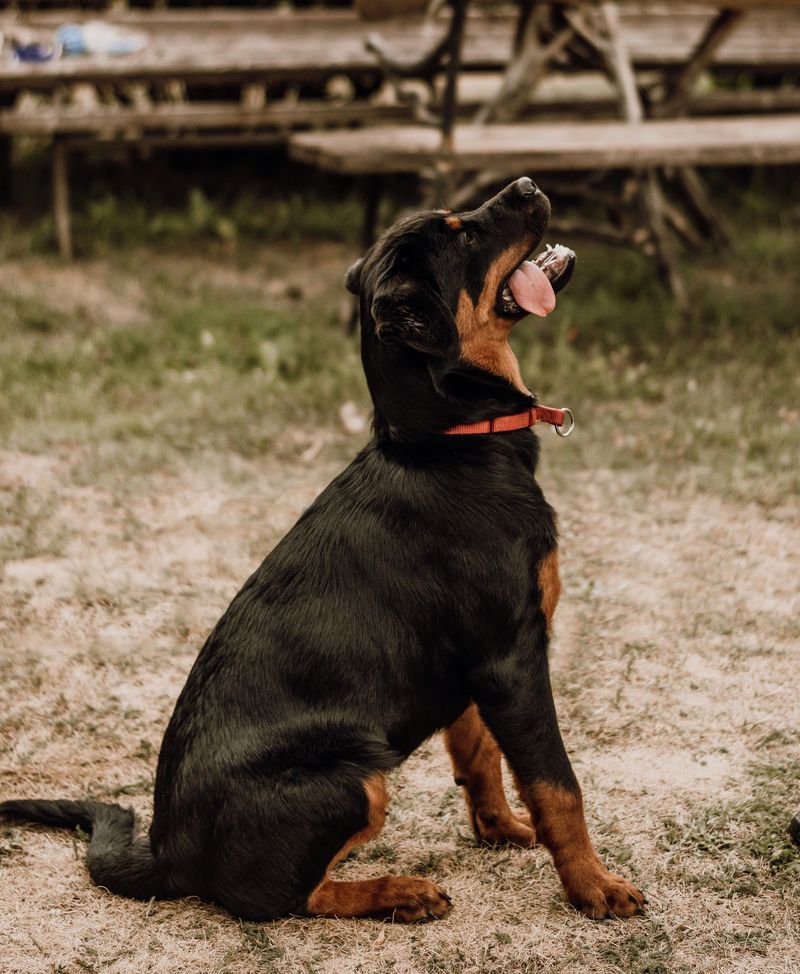 Beauceron