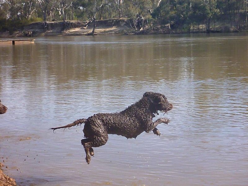 Curly-Coated Retriever