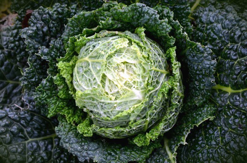 19 Safe and Nutritious Vegetables Dogs Can Enjoy 18 Kale