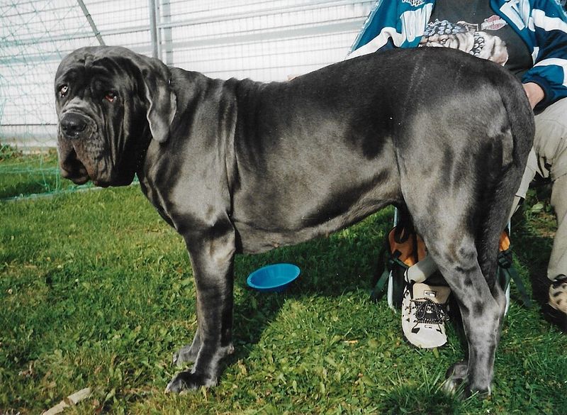 Neapolitan Mastiff