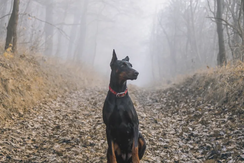 15 Dog Breeds That Rarely Get Adopted and Too Often End Up Growing Old in Shelters 8 Doberman Pinscher