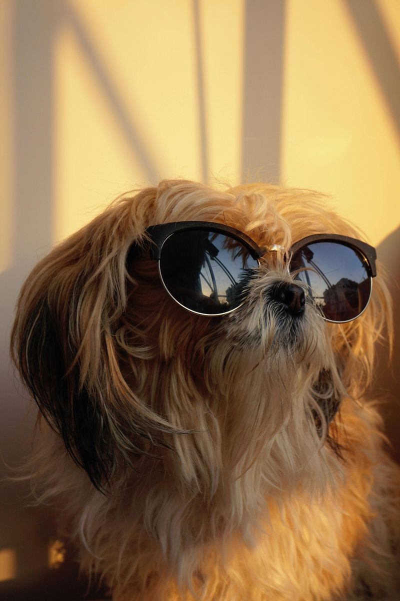 13 Dog Types That Hate Hot Weather And Need Extra Summer Care 12 Shih Tzu