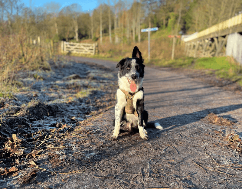 14 dog breeds whose unexpected ways of showing love will surprise you 4 Border Collie