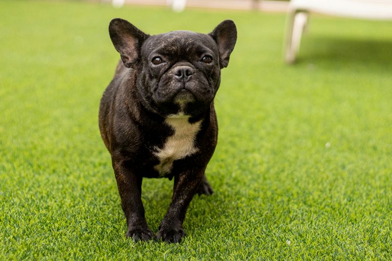 French Bulldog