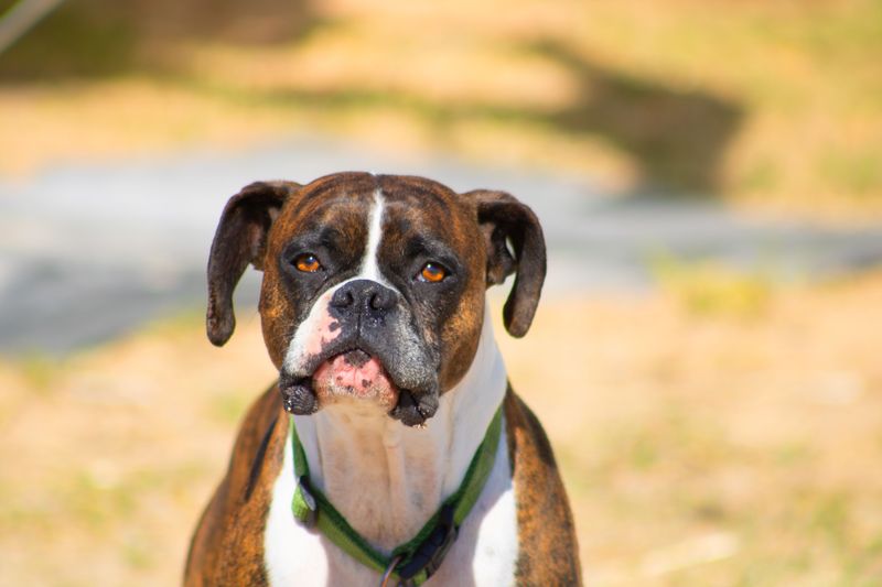 Busy family life can suit these 10 dog breeds remarkably well when socialization and boundaries are done right 2 Boxer