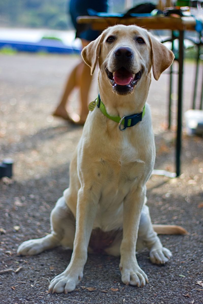 Labrador Retriever