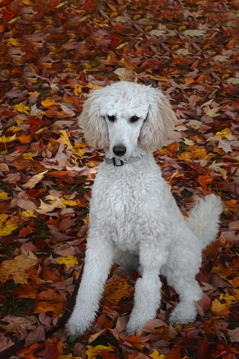 Standard Poodle
