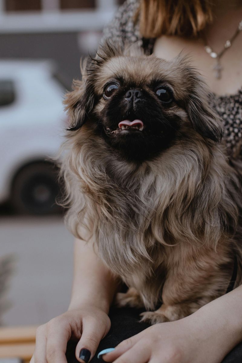 14 Dog Breeds Known for Being the Least Obedient 8 Pekingese