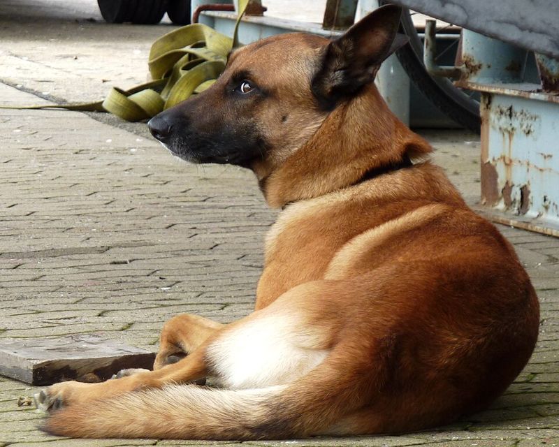 Belgian Malinois