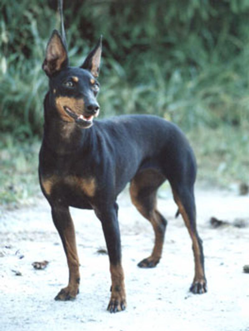 These 12 Breeds Are Getting Picked for “No Backyard” Life - But Not the Usual Ones 2 Manchester Terrier (Standard)