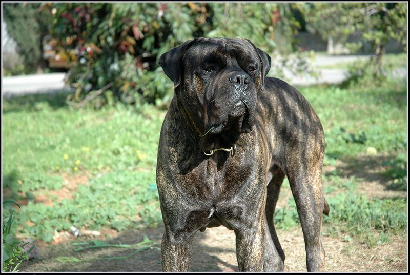 Dog ownership doesn't automatically require becoming a part-time groomer - These breeds prove it 13 Bullmastiff
