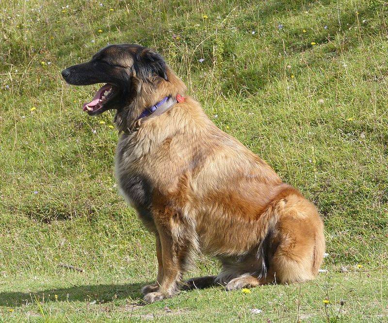 These 10 calm dogs guard their owners with silent confidence, plus 2 more steady protectors 10 Estrela Mountain Dog