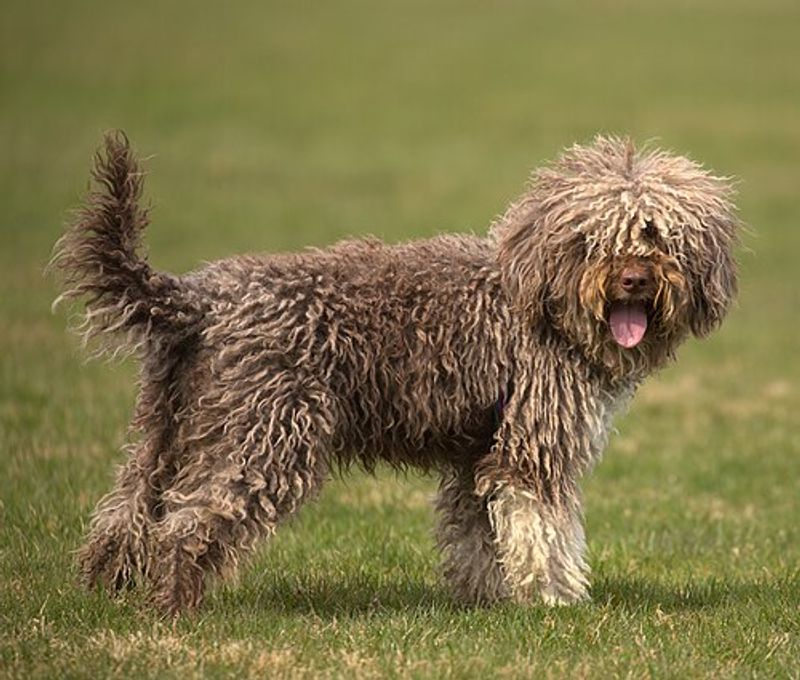 15 Ultra-Rare Dog Breeds You’ll Almost Never Spot in Everyday Life 15 Lagotto Romagnolo