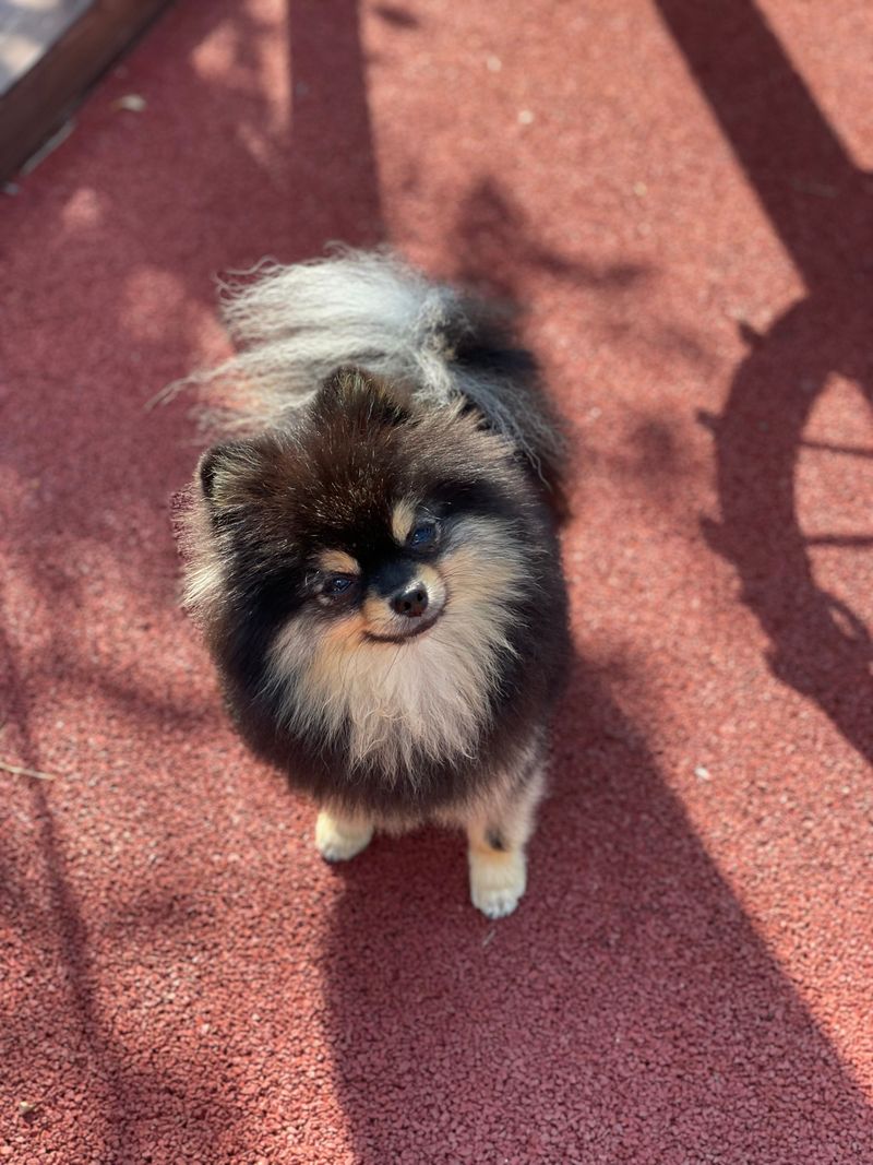 Pomeranian - fluffy hall monitor