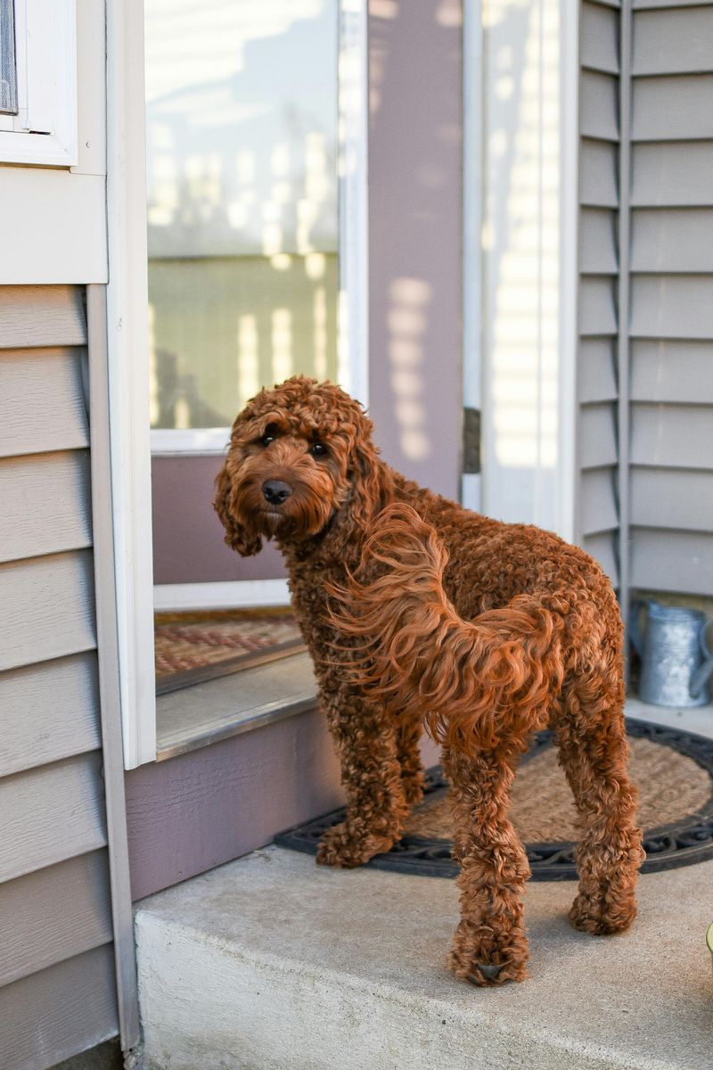 25 Popular Doodle Dog Breeds Gaining Attention in 2025 15 Irish Doodle