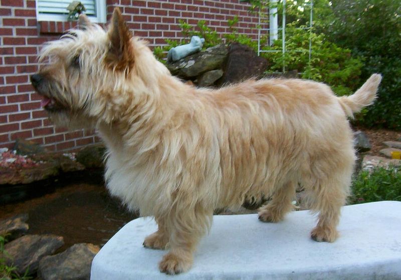 One toy is all it takes for these 18 dog breeds to lose all perspective 15 Cairn Terrier