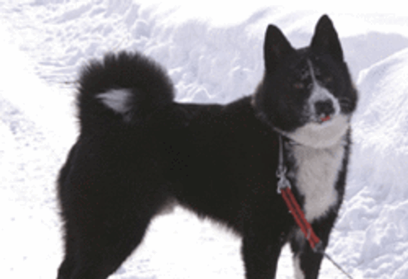 Karelian Bear Dog