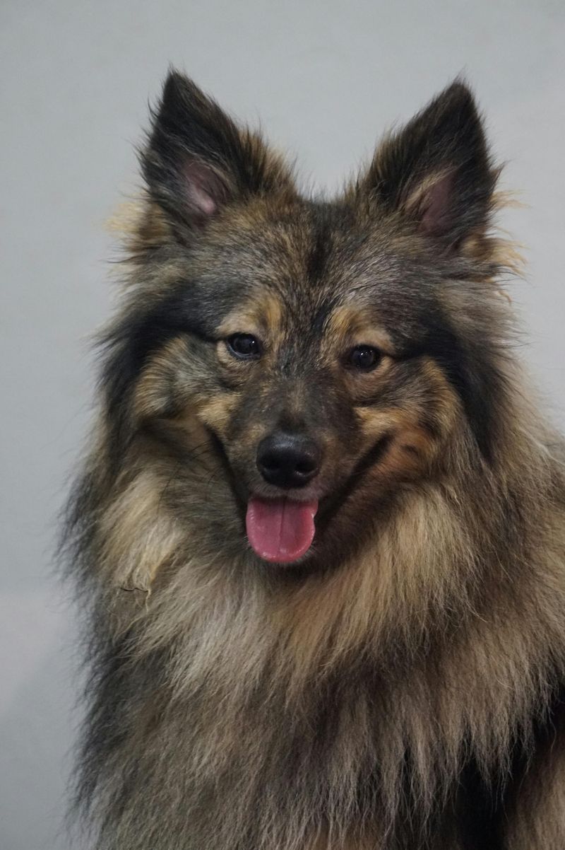 15 Majestic Dog Breeds That Boast Lion-Like Manes 6 Keeshond