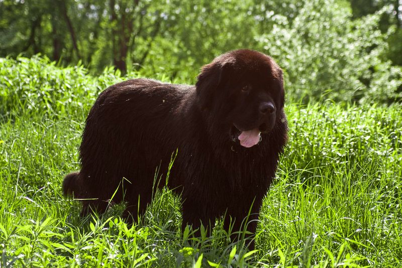If fireworks worry you more than your dog, these breeds may surprise you 6 Newfoundland