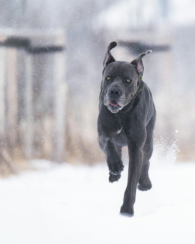 10 impressive dogs that dominate attention the moment they appear plus 5 calm breeds that bring the opposite energy 2 Cane Corso