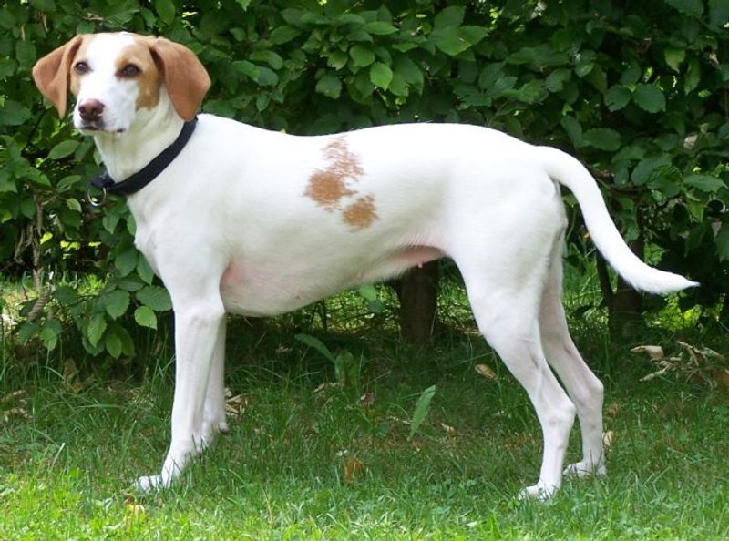 Istarski Gonic (Istrian Hound)