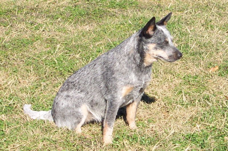 Australian Cattle Dog