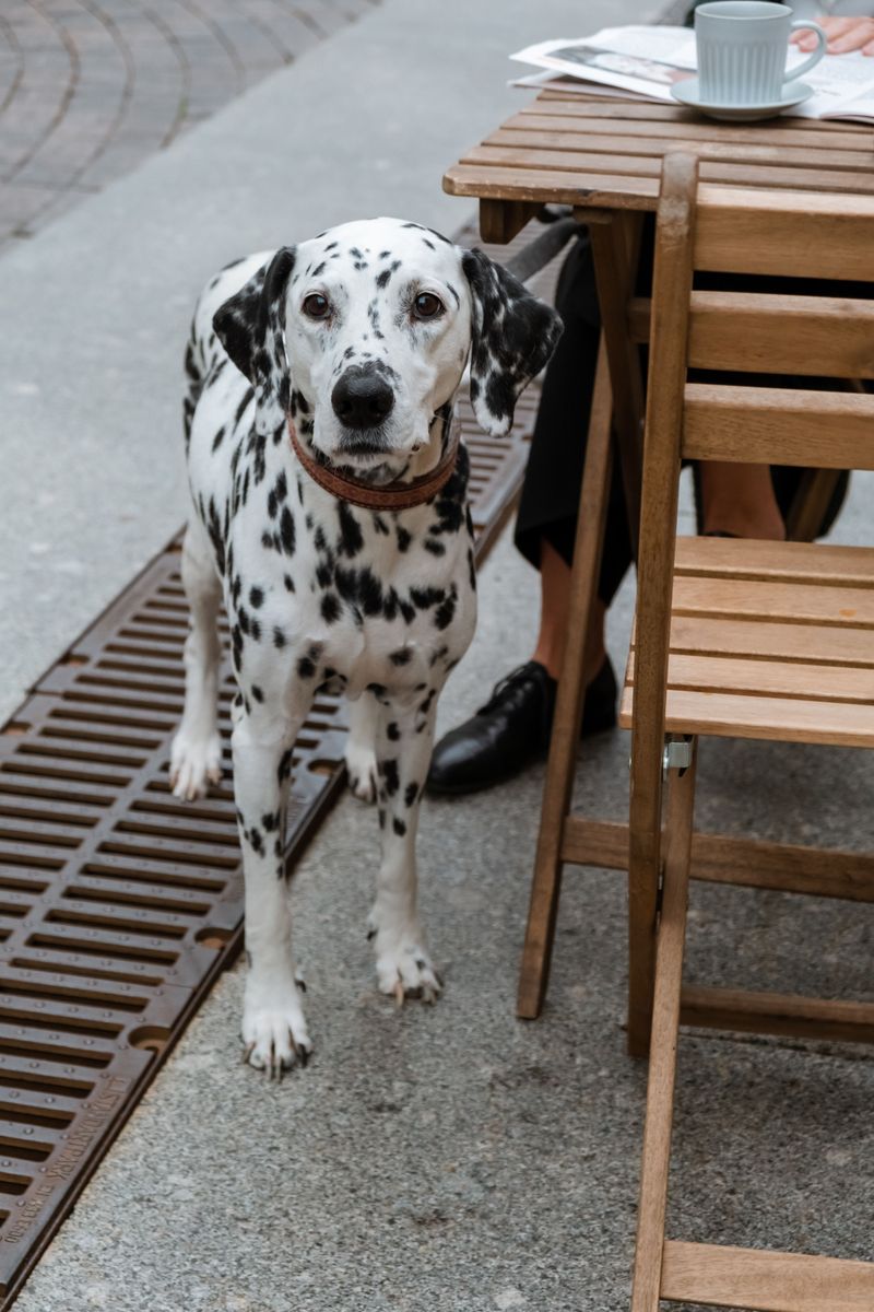 One feeding approach doesn't necessarily suit every dog - Individual needs matter 12 Dalmatian - Purine-wise planning