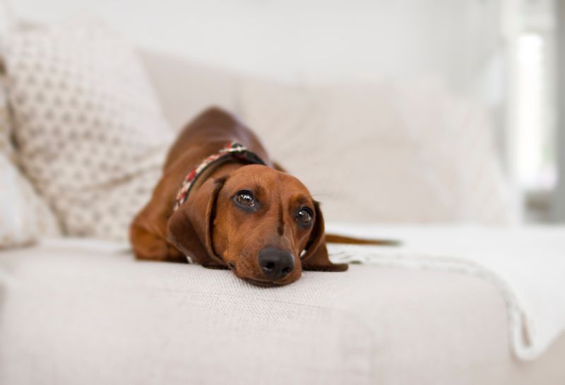 11 Dog Breeds That Have a Whole Strategy Before They Steal a Snack 3 Dachshund