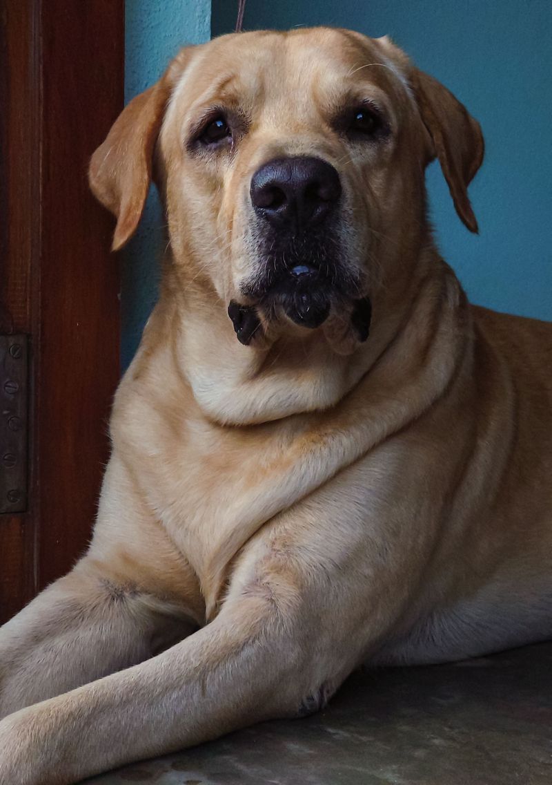 One day they're the new dog - Then somehow every family memory seems to include them 2 Labrador Retriever