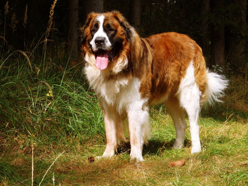Saint Bernard