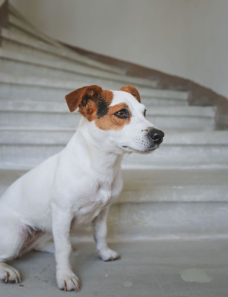 Think an exhausted dog automatically becomes a calm dog? These breeds show why learning to rest matters too 8 Jack Russell Terrier