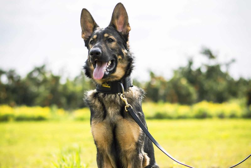 They may develop aggression if improperly trained